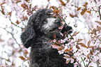 Standard Poodle puppy