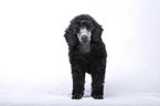 Standard Poodle puppy