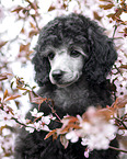 Standard Poodle puppy
