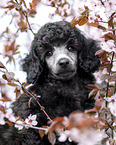 Standard Poodle puppy