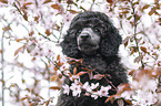 Standard Poodle puppy