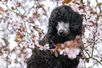 Standard Poodle puppy