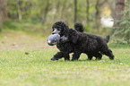 Standard Poodle