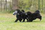 Standard Poodle