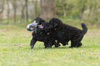 Standard Poodle