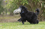 Standard Poodle