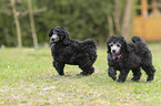 Standard Poodle