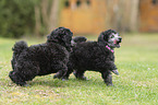 Standard Poodle puppy
