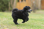 Standard Poodle