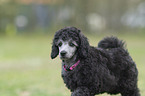 Standard Poodle