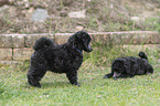 Standard Poodle puppy