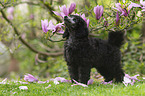 Standard Poodle