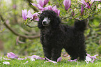 Standard Poodle puppy