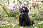 Standard Poodle puppy