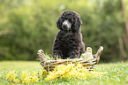 Standard Poodle puppy