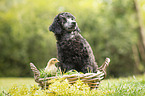 Standard Poodle puppy