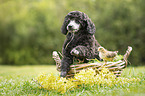 Standard Poodle