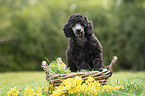 Standard Poodle