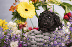 Standard Poodle puppy