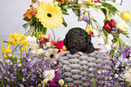 Standard Poodle puppy