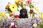 Standard Poodle puppy