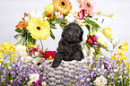 Standard Poodle