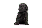 Standard Poodle puppy