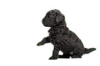 Standard Poodle