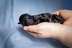 Standard Poodle puppy