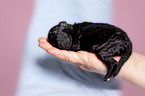 Standard Poodle puppy