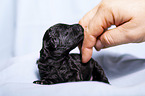 Standard Poodle puppy