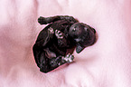 Standard Poodle puppy