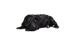 Standard Poodle