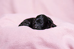 Standard Poodle puppy