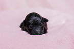 Standard Poodle puppy