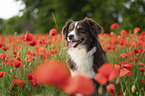 Miniature Australian Shepherd