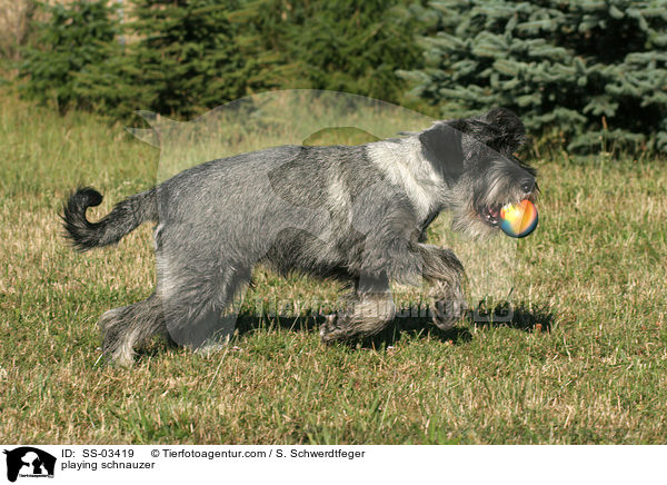 Mittelschnauzer spielt mit Ball / playing schnauzer / SS-03419