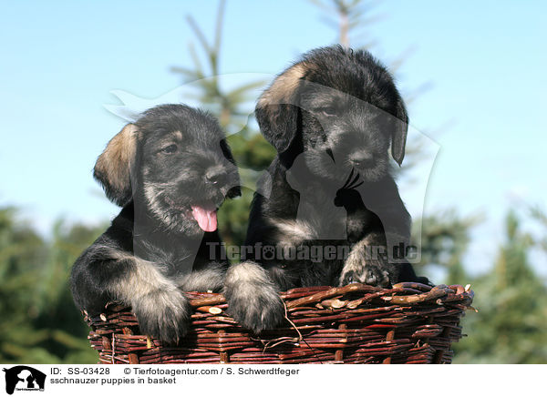 Mittelschnauzer Welpen im Krbchen / sschnauzer puppies in basket / SS-03428