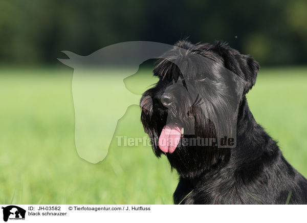 schwarzer Mittelschnauzer / black schnauzer / JH-03582