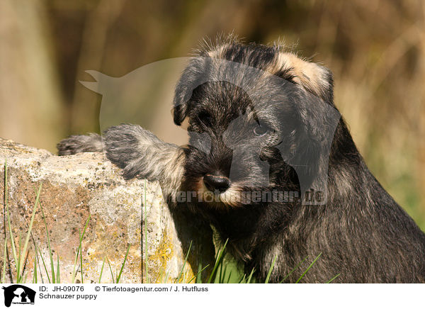 Mittelschnauzer Welpe / Schnauzer puppy / JH-09076