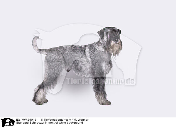 Mittelschnauzer vor weiem Hintergrund / Standard Schnauzer in front of white background / MW-25015