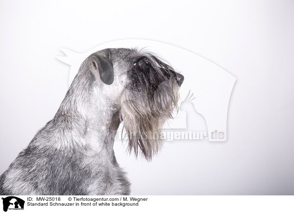 Standard Schnauzer in front of white background / MW-25018