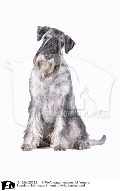 Mittelschnauzer vor weiem Hintergrund / Standard Schnauzer in front of white background / MW-25022