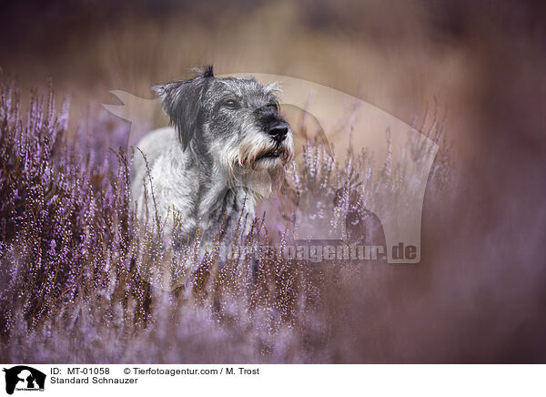 Mittelschnauzer / Standard Schnauzer / MT-01058