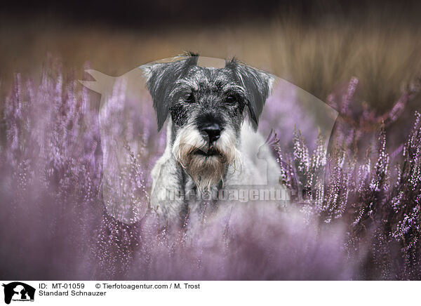 Mittelschnauzer / Standard Schnauzer / MT-01059