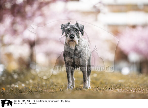 Mittelschnauzer / Standard Schnauzer / MT-01113