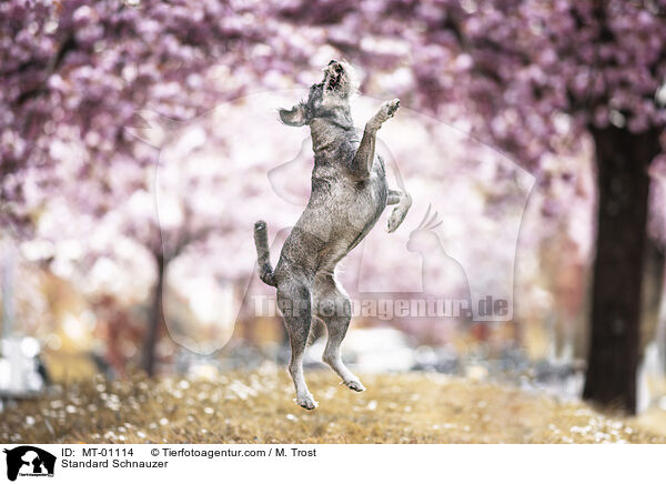 Standard Schnauzer / MT-01114