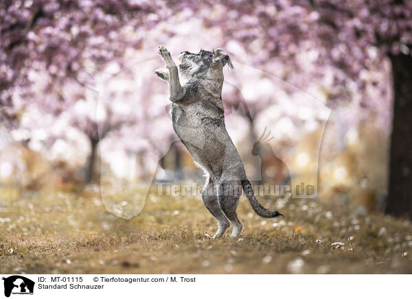 Standard Schnauzer / MT-01115