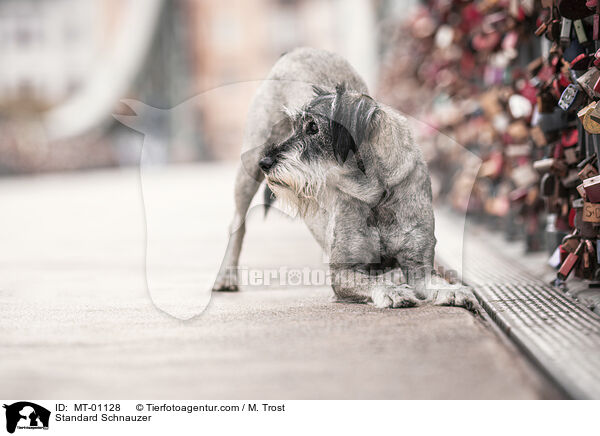 Mittelschnauzer / Standard Schnauzer / MT-01128