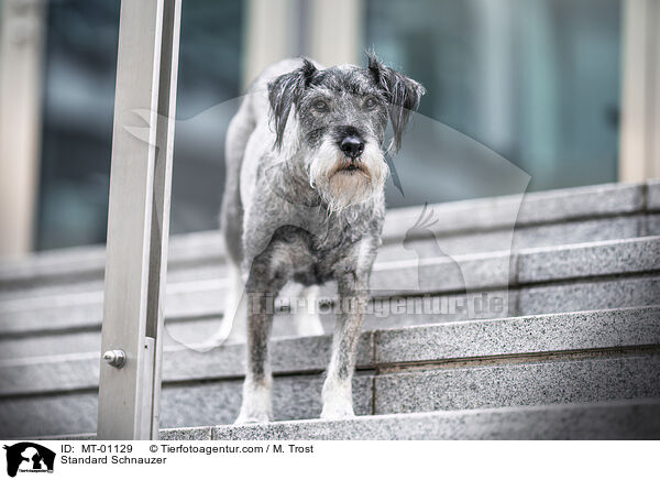 Mittelschnauzer / Standard Schnauzer / MT-01129